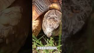 The Rarest Tortoise On Earth Ploughshare Tortoise [upl. by Bernardine395]