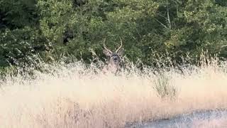 Blacktail deer hunting [upl. by Rafael222]