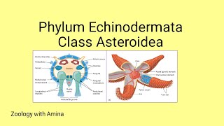 Phylum Echinodermata Class Asteroidea  Details of class Asteroidea by Zoology with Amina [upl. by Phelps]