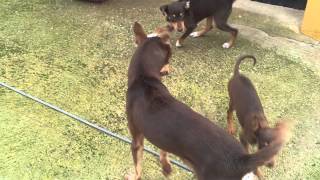 cachorro en venta podenco orito español [upl. by Atat968]