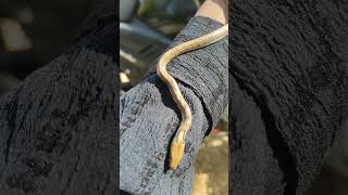 Baby snake trending viralvideo shorts viralshorts [upl. by Annoyt]