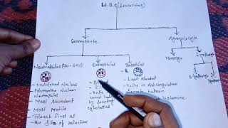 Leucocyteswhite blood cellswbceasily explainedHindi [upl. by Aymahs]