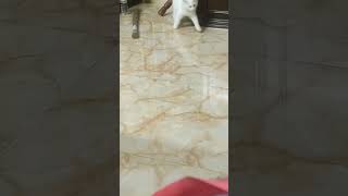 Funcat animation funfunnyfunnyvideo funnyshorts cat catvideos petyoutubetrending 4ushort [upl. by Nebuer]