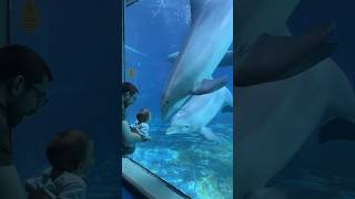 🐬😍SeaWorld Orlando 😍orcadolphinshow 🐀animalsdolphinshortsfeed seaworld10million shortviral [upl. by Assirac]