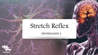 Stretch Reflex  Physiology 3  Lec 5 [upl. by Gnilsia]