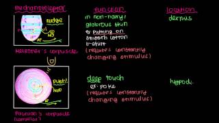 Pacinians Corpuscle and Merkels Disk [upl. by Geordie]