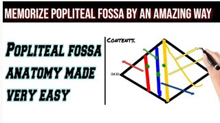 popliteal fossaAnatomycontentsmnemonic [upl. by Kcirrem96]