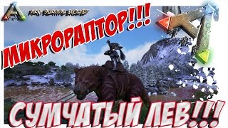 ARK Survival Evolved  ПРИРУЧЕНИЕ СУМЧАТОГО ЛЬВА И МИКРОРАПТОРА TAMING THYLACOLEO MICRORAPTOR [upl. by Ardnahs]