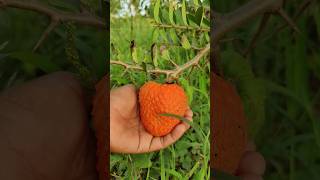 Annona spinescens fruit Fully ripened in orange colour  seethaphal  custard apple [upl. by Illehs242]