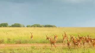 Impalas have no idea where the leopard is [upl. by Mari]