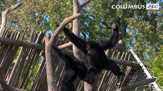 Why do Gibbons Sing — Columbus Zoo Qs [upl. by Anaela710]