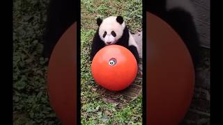 panda jugando con fútbol⚽️🐼pandadesiigner panda pandabear pandashorts pandasong pandacartoon [upl. by Yelsgnik]