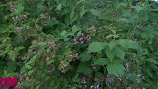 Raspberries  Rubus idaeus  Why you should never plant raspberries near your garden [upl. by Eidnahs657]