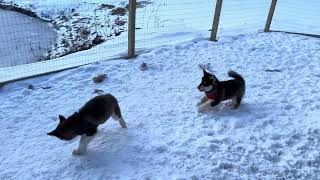 Malamute Puppies Play Rough In Snow puppy dog malamute zoomies husky [upl. by Llertnad]