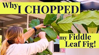 Why I CUT my FIDDLE LEAF FIG  Care amp Propagation tips [upl. by Chiquita]