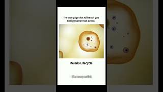 Maleria Life Cycle 🗣️   pharmacy shoerts [upl. by Joshuah]