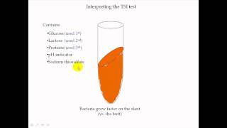 TSI Test Part 2 [upl. by Nnaeinahpets840]