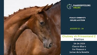 Chutney vh Prinsenland Z – Foals amp Embryo’s Online Auction – Paardenveilingonlinecom [upl. by Kataway]