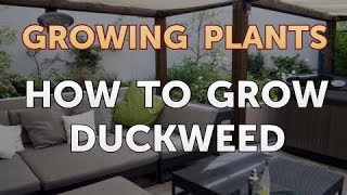 How to Grow Duckweed [upl. by Lepine]