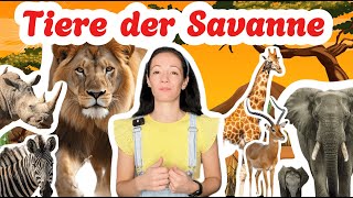 Tiere der Savanne  Tiere lernen  Löwe  Elefant  Antilope  Nashorn  Giraffe  Zebra [upl. by Inobe]