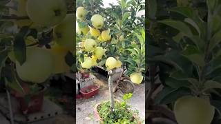 An apple tree full of apple you cherish to haveshorts viral apple youtubeshorts [upl. by Megan]