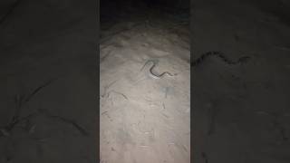 Dubai desert🐍 snake desert carful shorts [upl. by Stent]