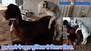 Powerful💪 goat 🐐 meeting goat meeting [upl. by Neersin]