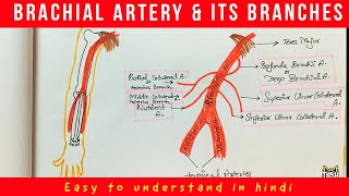 BRACHIAL ARTERY amp its Branches  Anatomy Easy to understand [upl. by Mehala222]