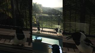 Morning duetpied butcherbird [upl. by Negem]