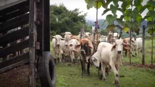 Vacas felices ayudarán a salvar el planeta Agricultura inteligente en Costa Rica [upl. by Bone]