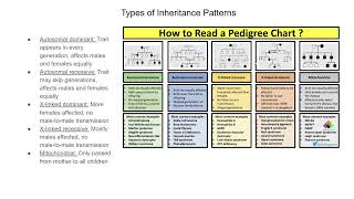 27 Pedigree Analysis [upl. by Pillihpnhoj]