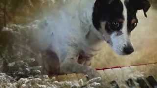 Laurie Anderson  Heart of a Dog Official Trailer [upl. by Dermott362]