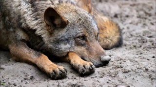 Iberian wolf facts [upl. by Winters]