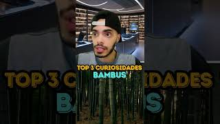 BAMBUS  TOP 3 CURIOSIDADES [upl. by Odelle]