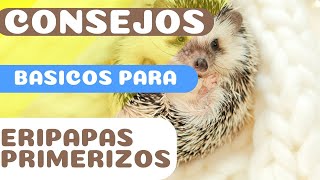 Consejos básicos para eripapás primerizos  Erizoo México  Venta de Erizos en México [upl. by Ghassan]