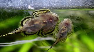 Sewellia lineolata Reticulated Hillstream Loach feeding on biofilm [upl. by Odranreb214]