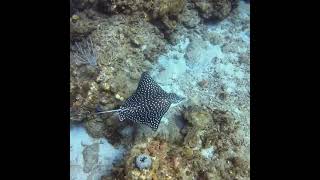 Scuba Diving with a Spotted Eagle Ray Guantanamo Bay Cuba [upl. by Atsillac]