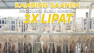 Kambing Saanen 3 Kali Lipat Produksi Susu [upl. by Cirtap126]