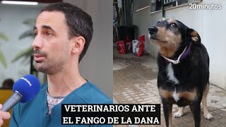 VETERINARIOS entre el fango de la DANA DE VALENCIA [upl. by Jeth]