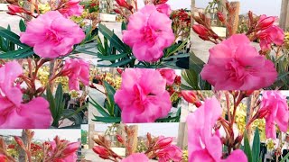 आजै यो फूलको बिरुवा ल्याउनुस् गर्मी मौसममा फुलबारी फूलले भरिनेछBest🌞 SUMMER FLOWERING PLANT🥰 [upl. by Nissy]