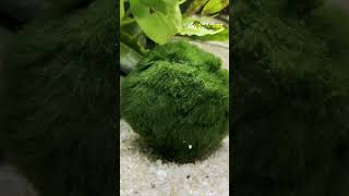 Marimo Moss Ball Pet [upl. by Sylas823]