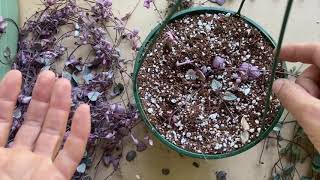 How To Propagate Ceropegia Woodii ‘Chain of Hearts’ From Cuttings [upl. by Hazen]