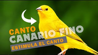 🐣 Canto FINO de CANARIO CRIOLLO para ENSEÑAR tu Canario 🐦 [upl. by Annadal]