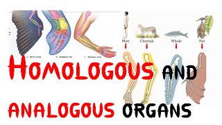 Homologous and analogous organs [upl. by Ihel]