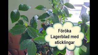 Föröka Lagerblad med sticklingar [upl. by Evey]