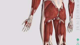 Skeletal Muscles  Complete Anatomy [upl. by Georgie]