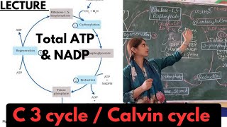 Calvin cycle  C3 pathway  total ATP synthesis easiest explanation  XI biology NEET [upl. by Annoyt]