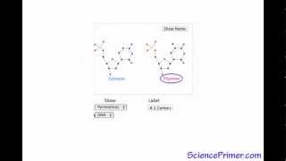 Pyrimidine Base  SciencePrimer video glossary [upl. by Nagap323]