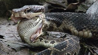 Cottonmouth vs Rattlesnake 02  Cottonmouth Kills amp Eats Rattlesnake  Time Lapse [upl. by Tyson438]