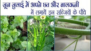 जून जुलाई में अपने छत और बालकनी में लगायें इन सब्ज़ियों के पौधे Grow These Vegetables In June July [upl. by Woo852]